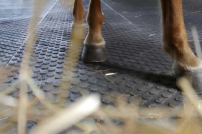 The Hidden Benefits of Rubber Horse Mats: More Than Just Comfort