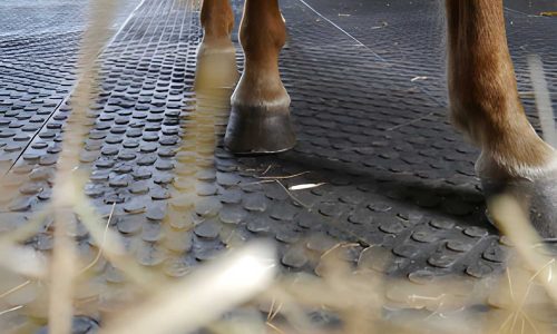 horse mat horse mat